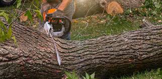 Reliable Golden Gate, FL Tree Removal Solutions