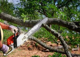 Tree and Shrub Care in Golden Gate, FL