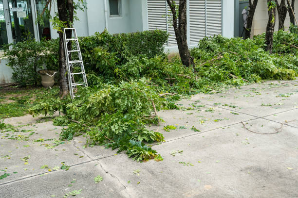 How Our Tree Care Process Works  in  Golden Gate, FL